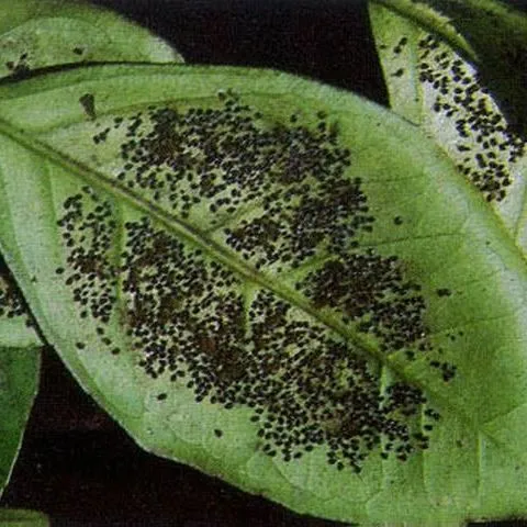 thumbnail for publication: Orange Spiny Whitefly, Aleurocanthus spiniferus (Quaintance) (Insecta: Hemiptera: Aleyrodidae)